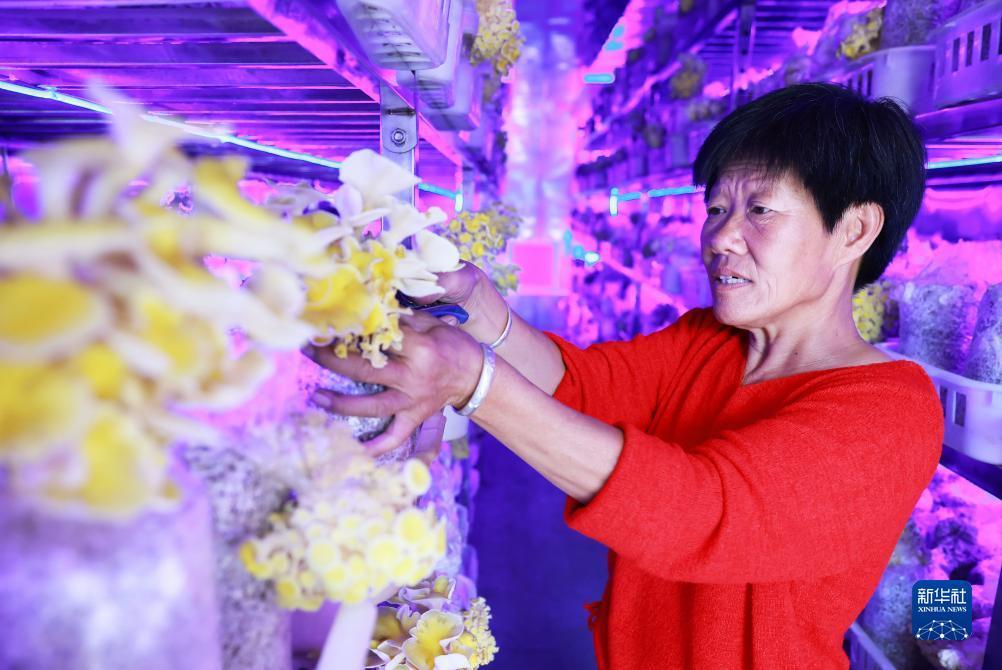 捕鱼达人单机电脑版免登录